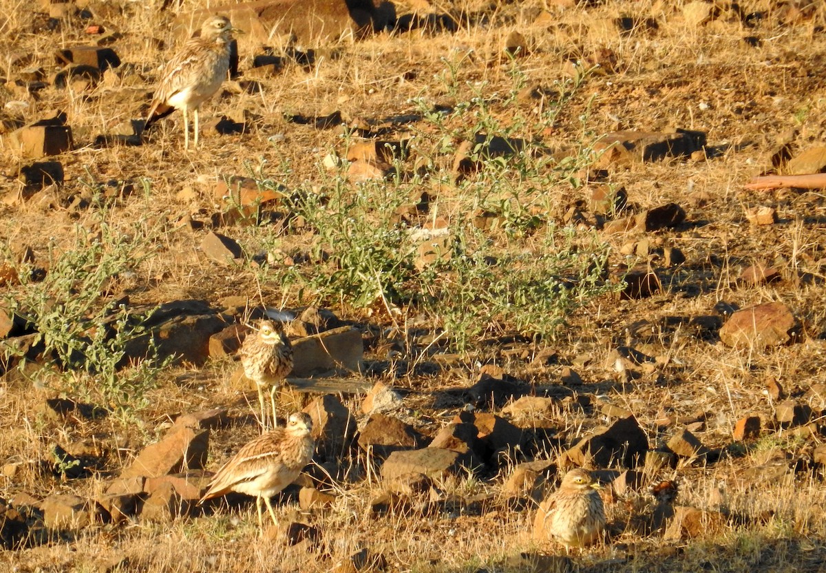 Eurasian Thick-knee - ML610559365