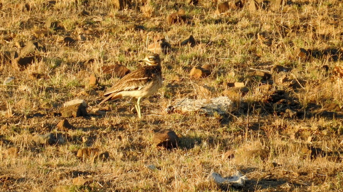 Eurasian Thick-knee - ML610559367