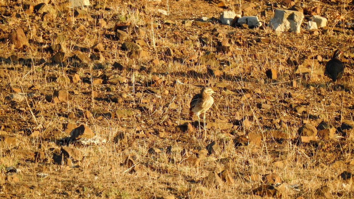 Eurasian Thick-knee - ML610559369