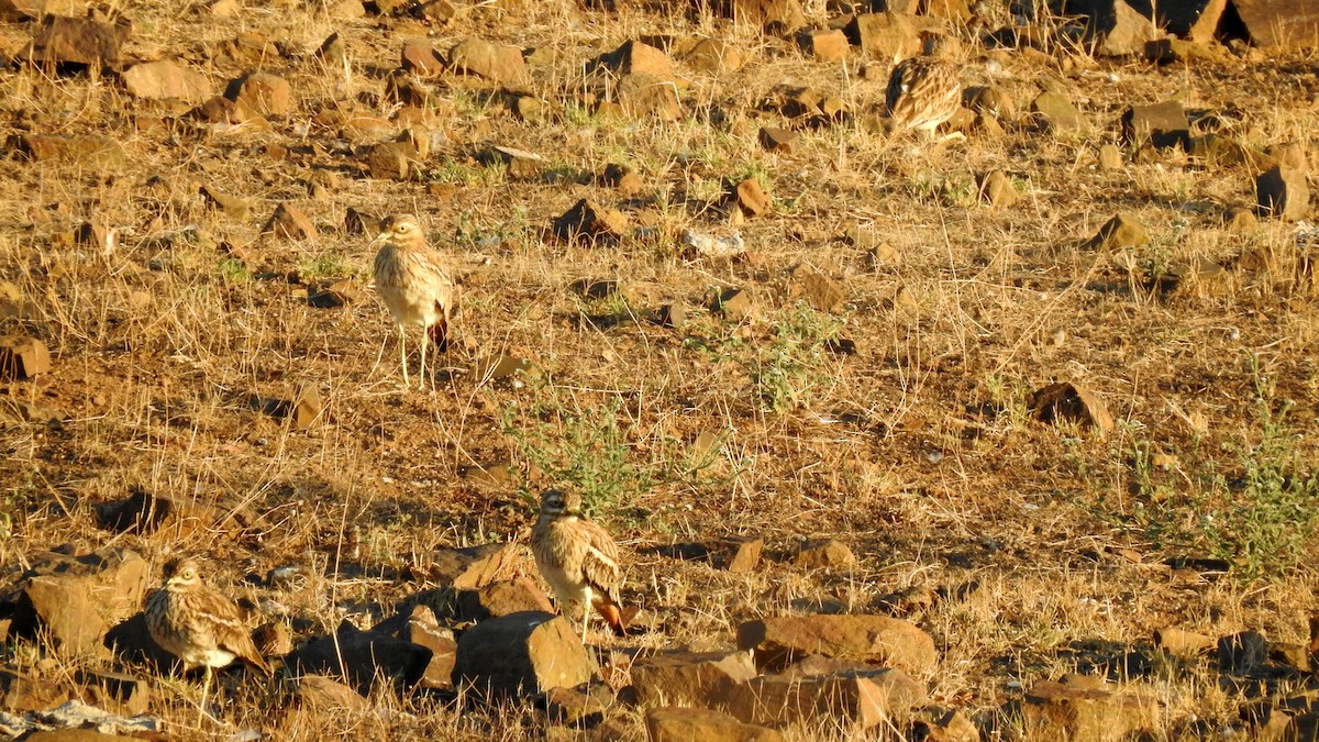 Eurasian Thick-knee - ML610559370