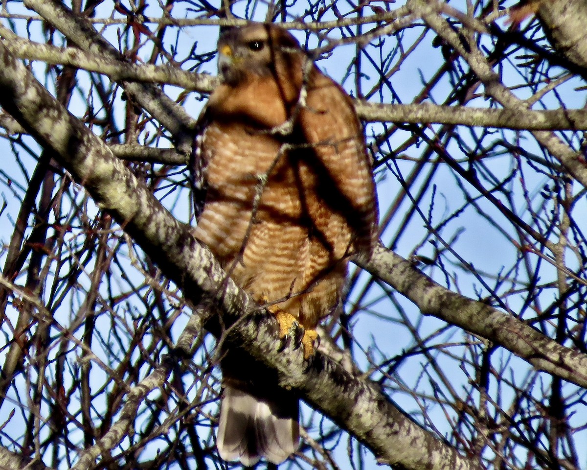 Red-shouldered Hawk - ML610559373