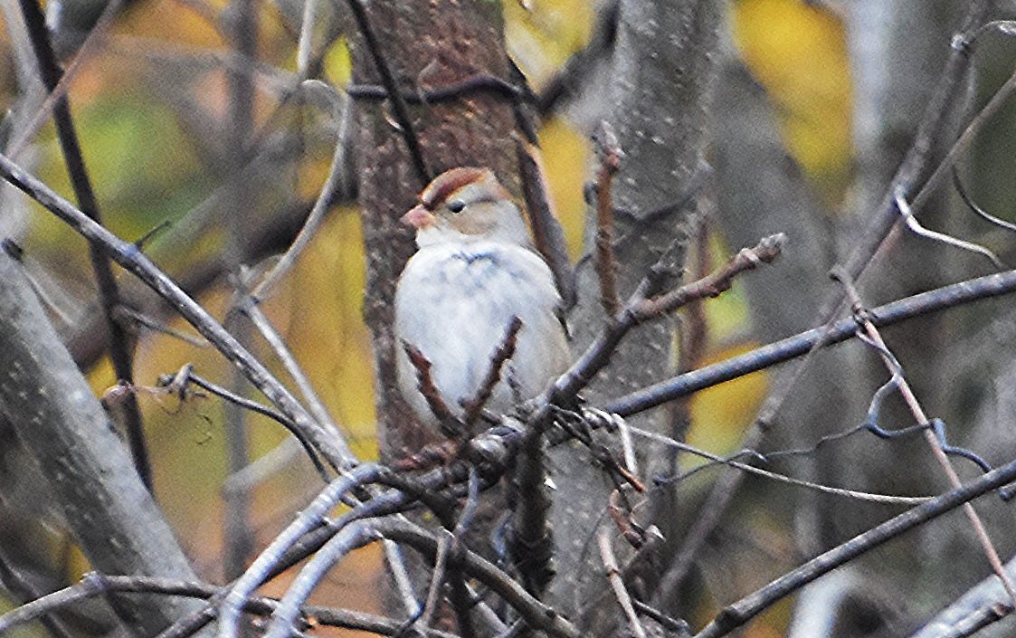 White-crowned Sparrow - ML610559384