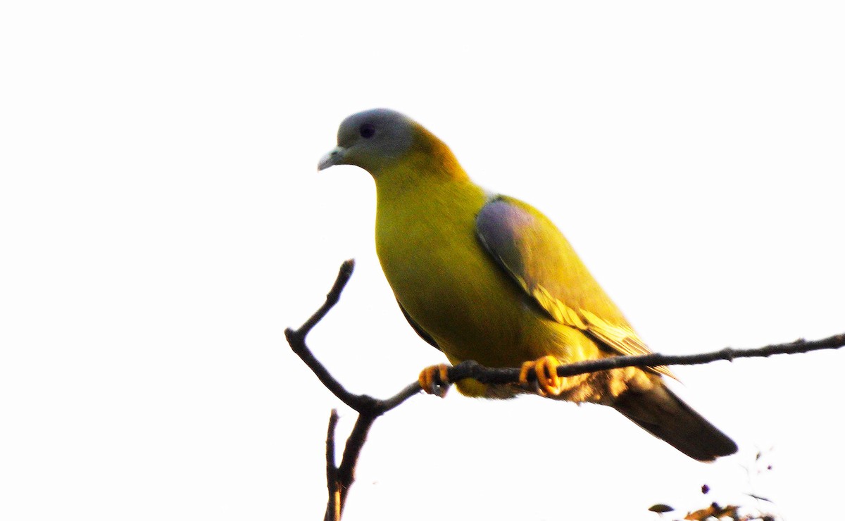Yellow-footed Green-Pigeon - ML610559389