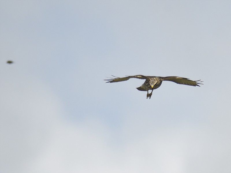 Broad-winged Hawk - ML610559427