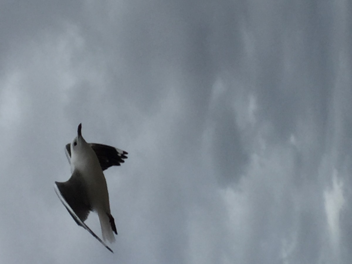 Mouette de Hartlaub - ML610559431