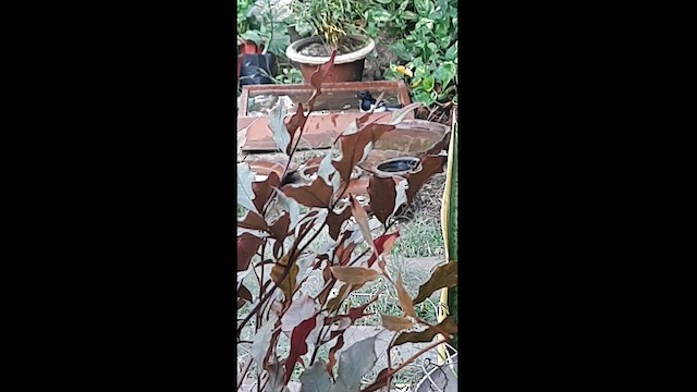 Karaca Arapbülbülü - ML610559439