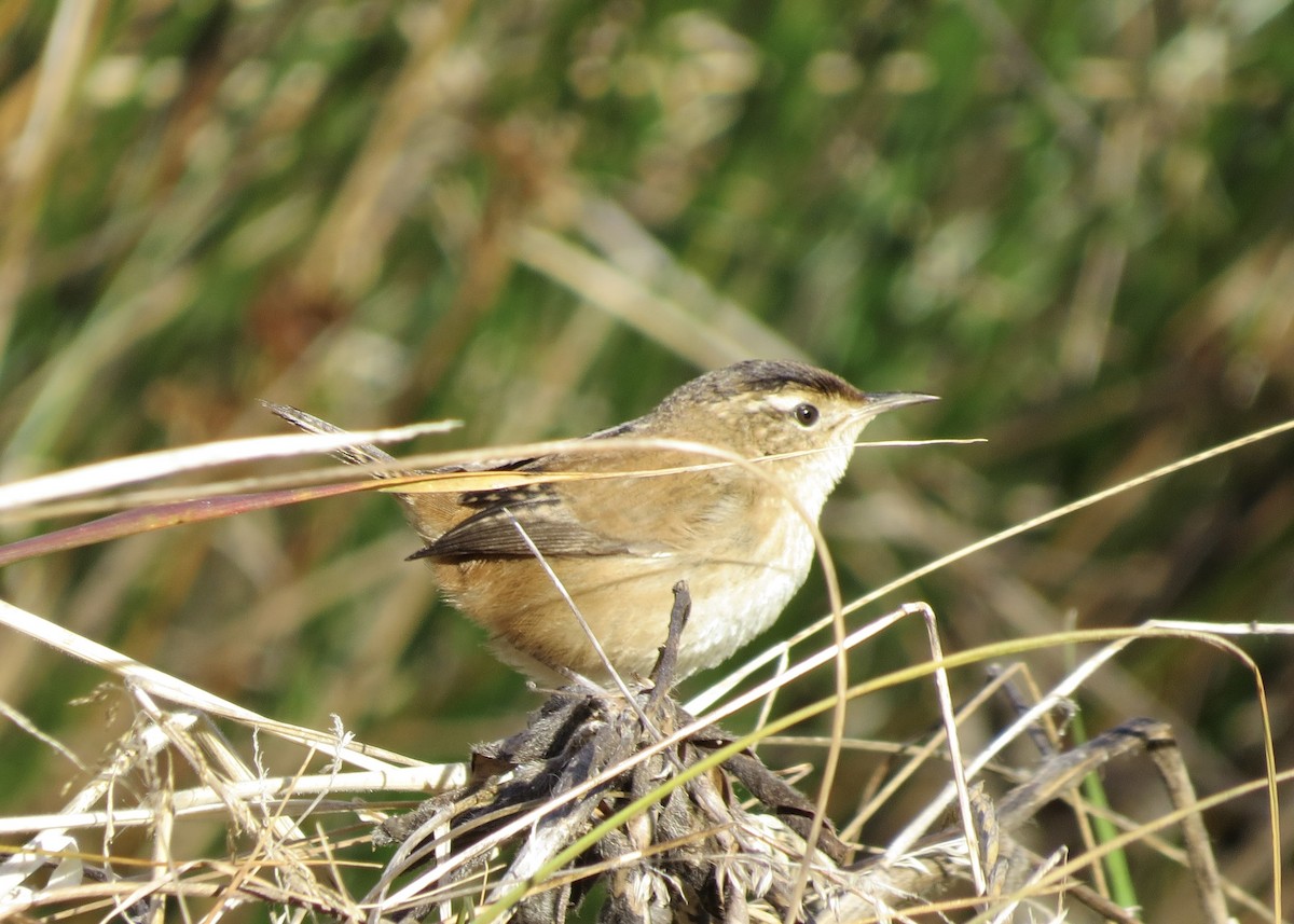 Marsh Wren - ML610559459