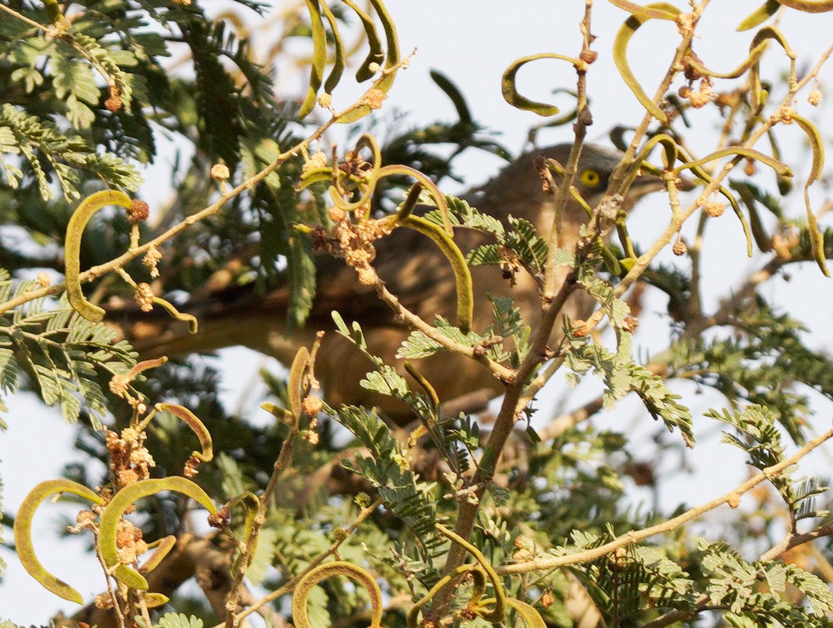 Large Gray Babbler - ML610559461