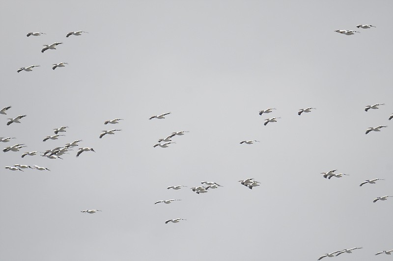 American White Pelican - ML610559586