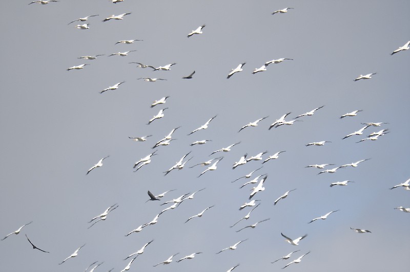 American White Pelican - ML610559587