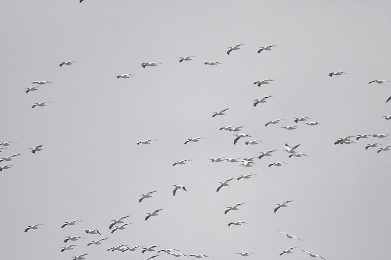 American White Pelican - ML610559588