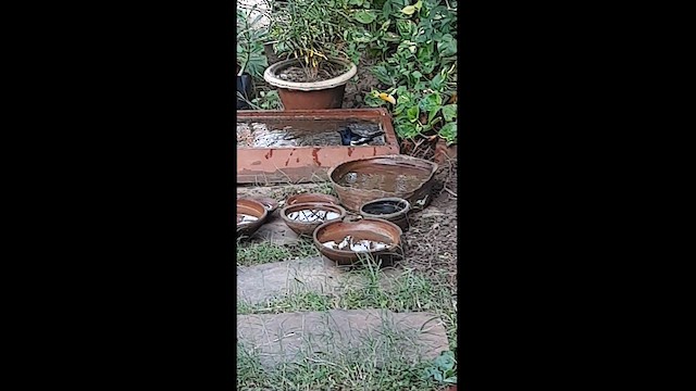 orientskjæreskvett - ML610559605