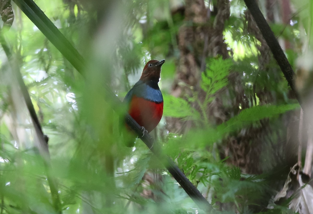 sulawesipitta (caeruleitorques) - ML610559721