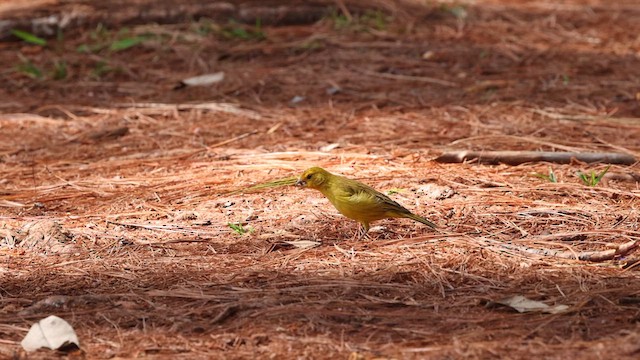 Saffron Finch (Saffron) - ML610559751