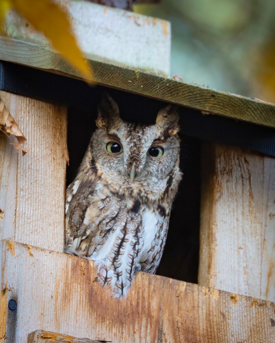 Eastern Screech-Owl - ML610559756