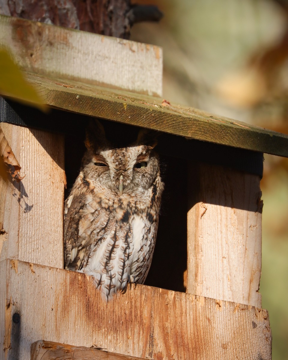 Eastern Screech-Owl - ML610559757