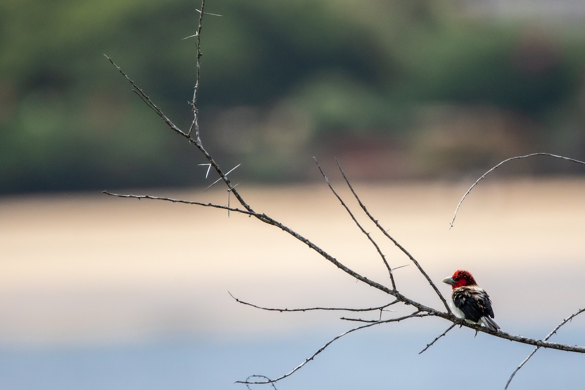 Brown-breasted Barbet - ML610559791