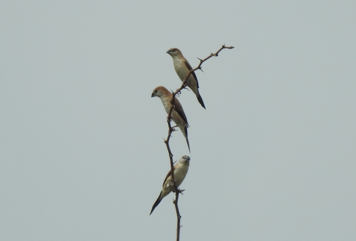 Indian Silverbill - ML610559795