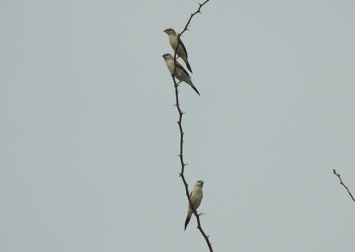 Indian Silverbill - ML610559796