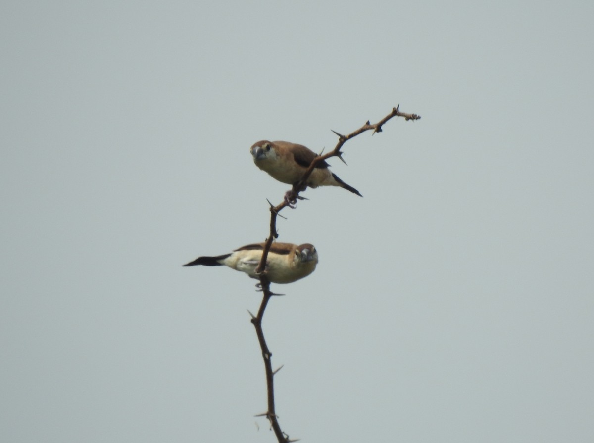 Indian Silverbill - ML610559797