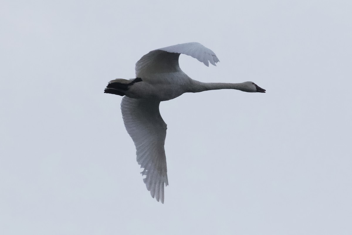 Beltxarga txistularia - ML610559859