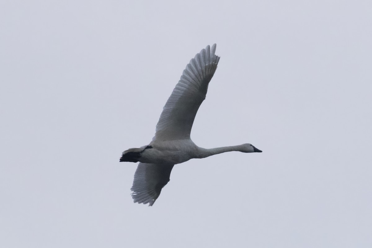 Beltxarga txistularia - ML610559861