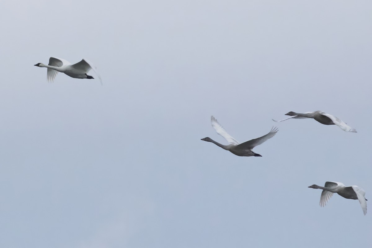 Beltxarga txistularia - ML610559862