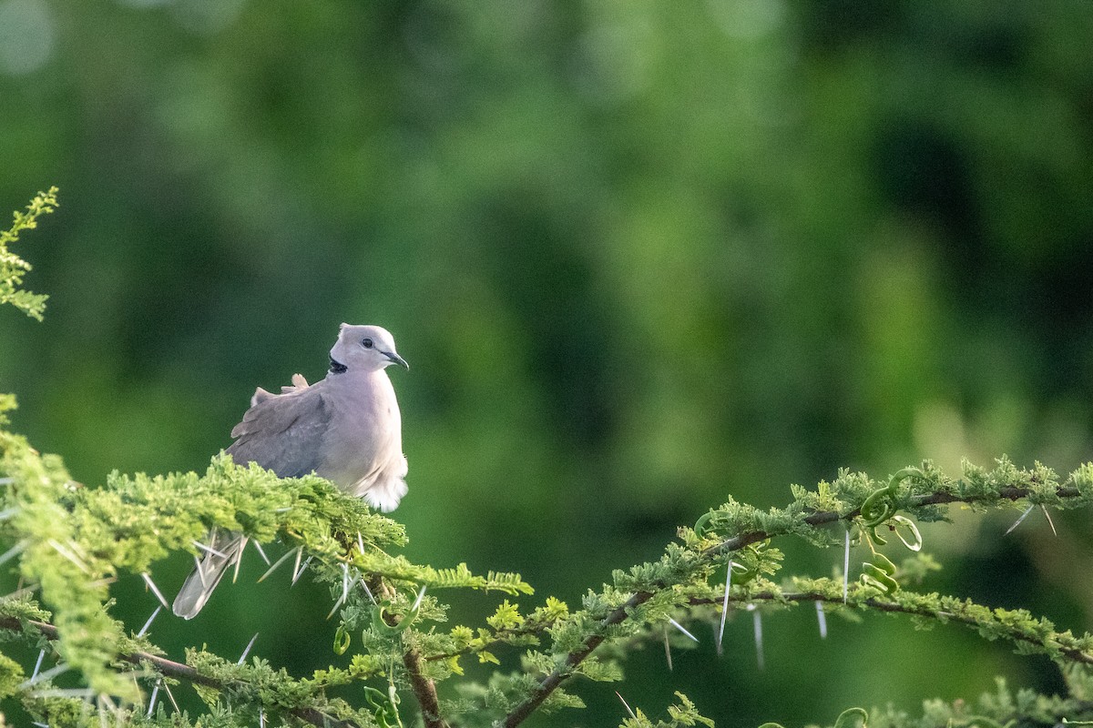 Ring-necked Dove - Nathan Mixon