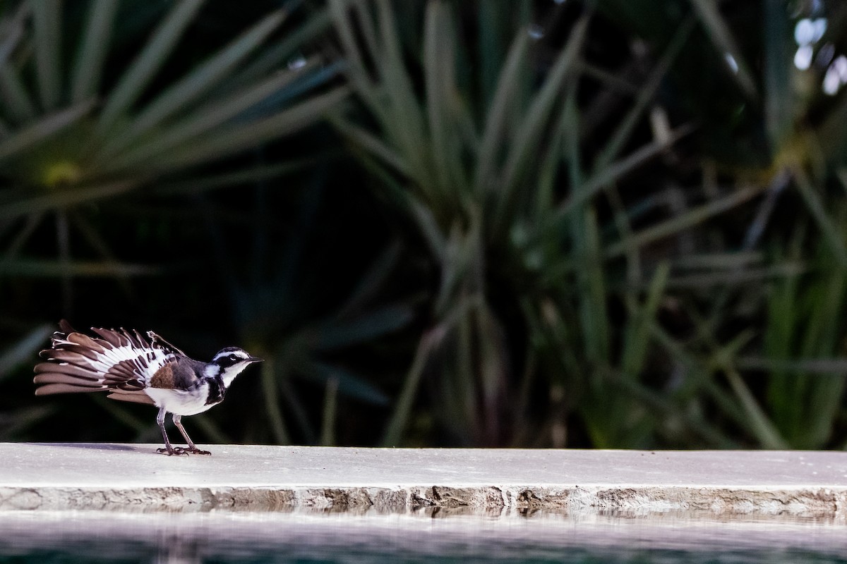 African Pied Wagtail - Nathan Mixon