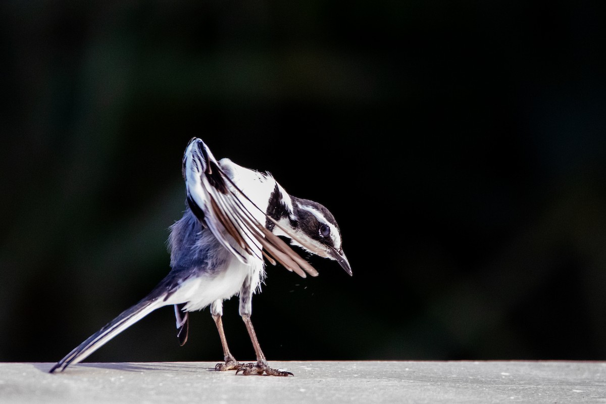 African Pied Wagtail - ML610559955