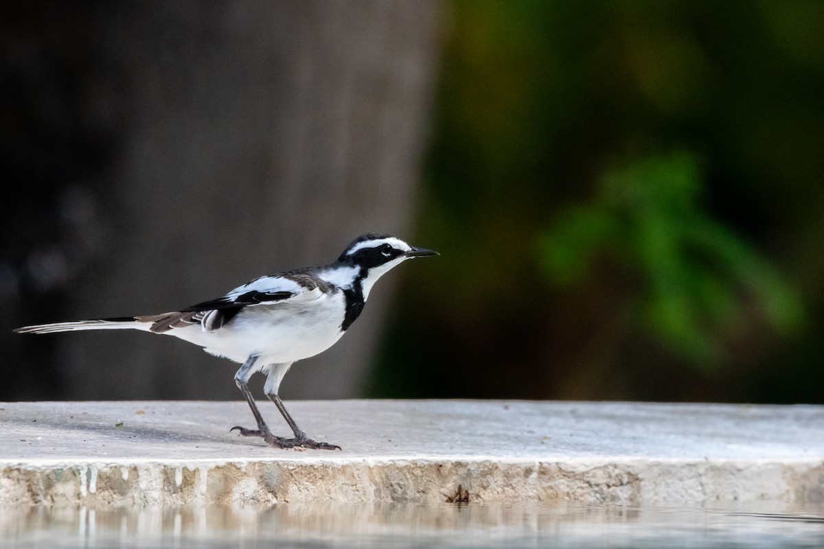 African Pied Wagtail - Nathan Mixon