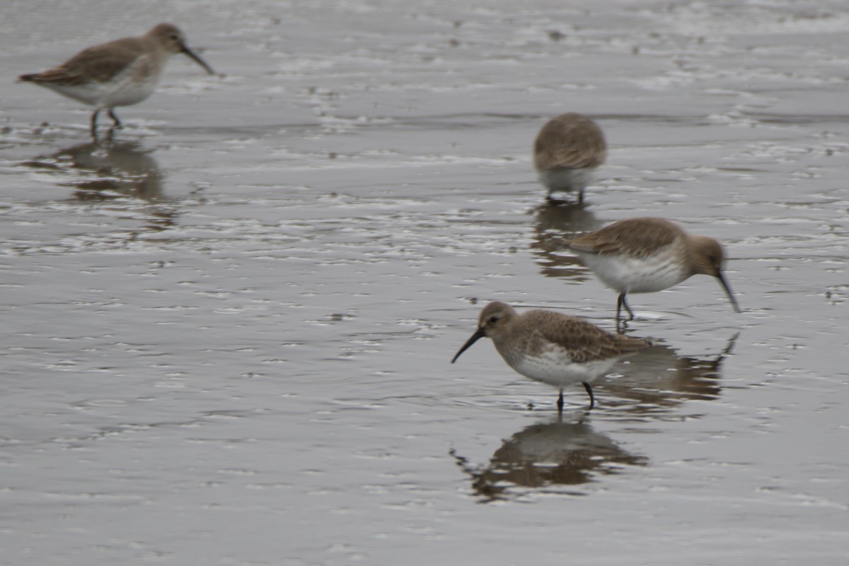 Dunlin - ML610559964