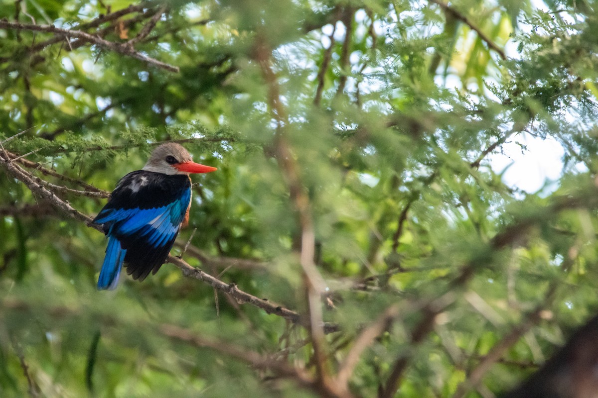 Gray-headed Kingfisher - Nathan Mixon