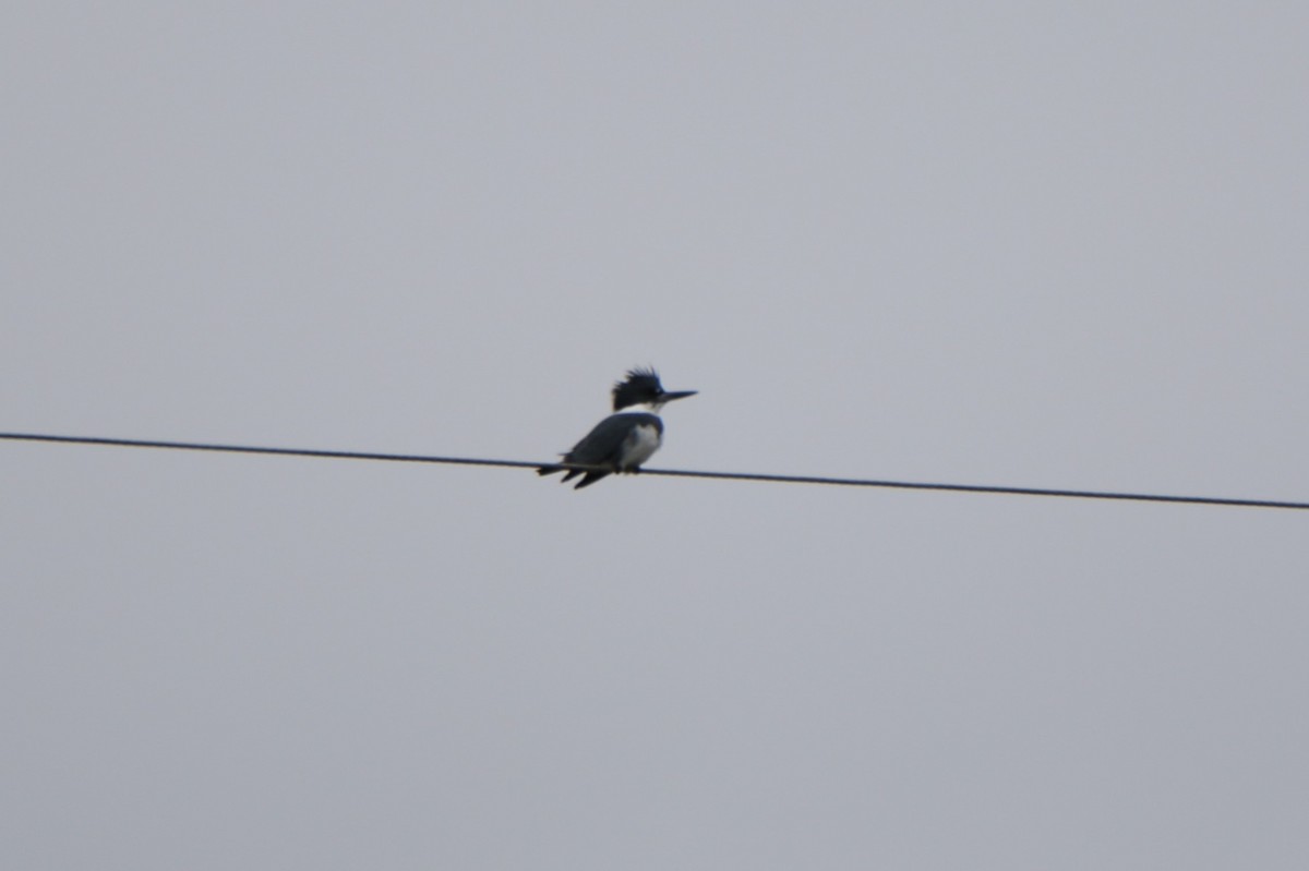 Belted Kingfisher - ML610559972