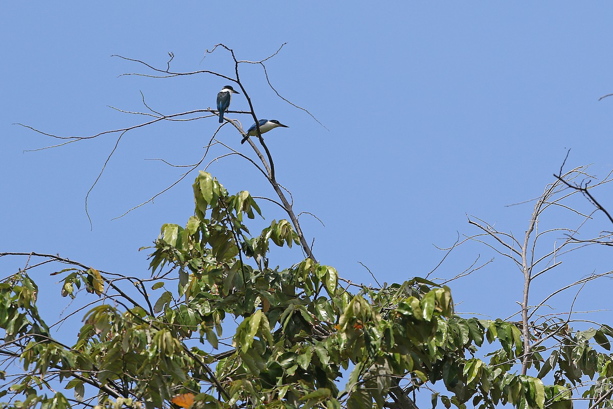 Talaud Kingfisher - ML610559978