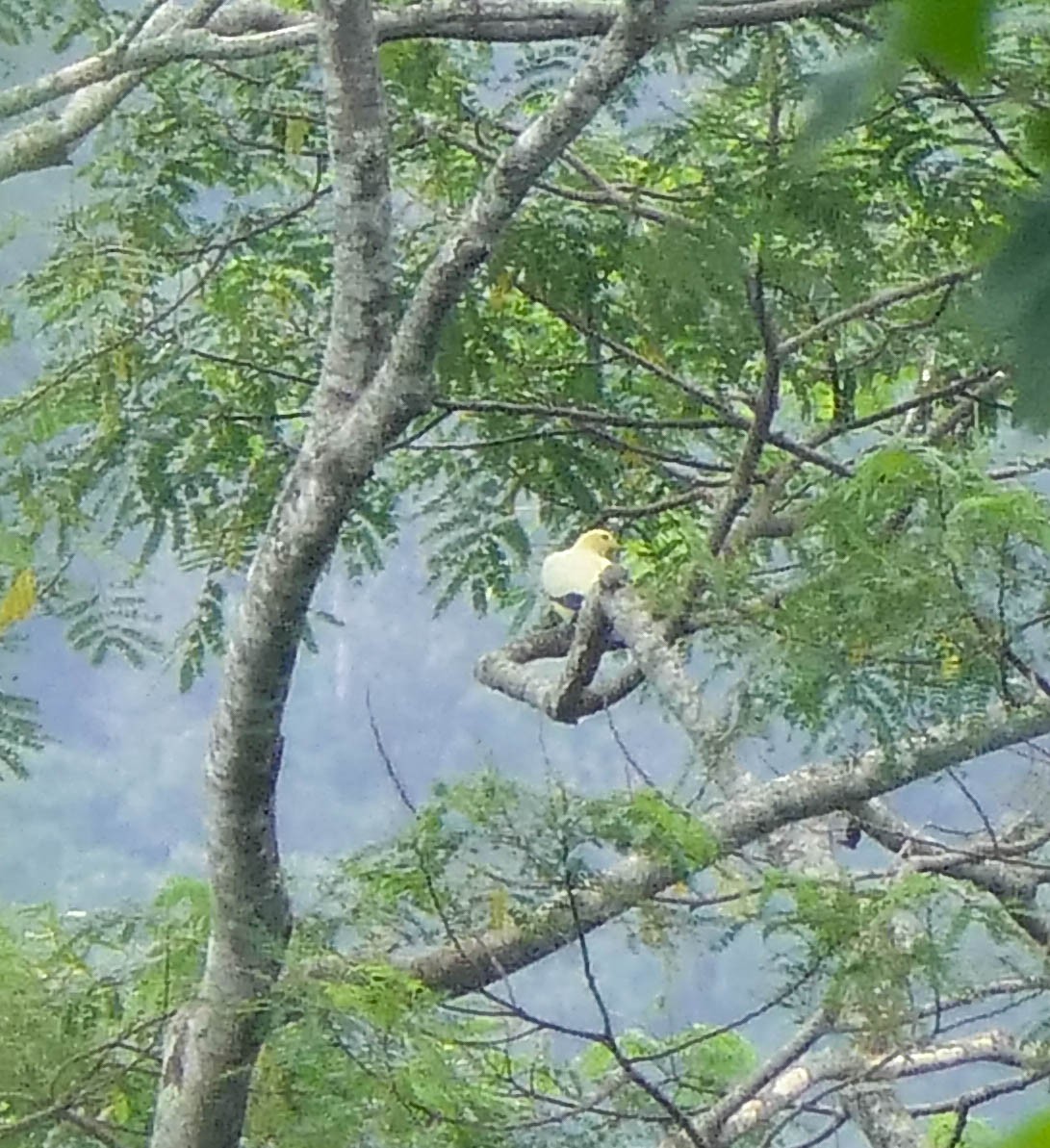 Yellowish Imperial-Pigeon - ML610560020