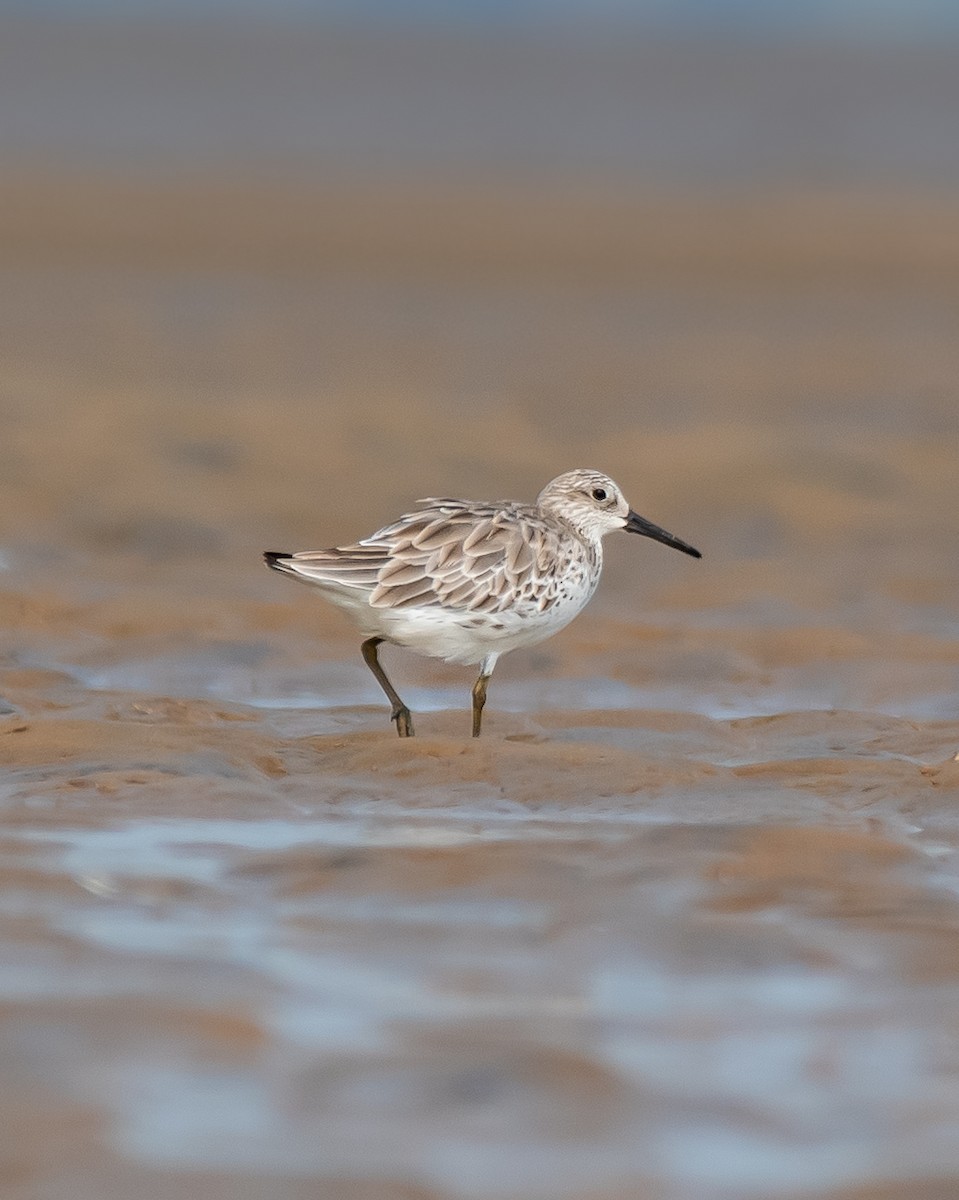 Great Knot - ML610560147