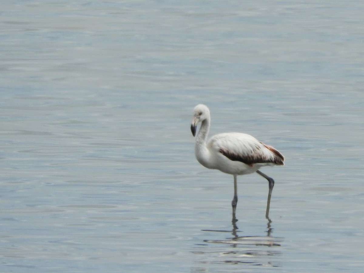 Chilean Flamingo - ML610560167