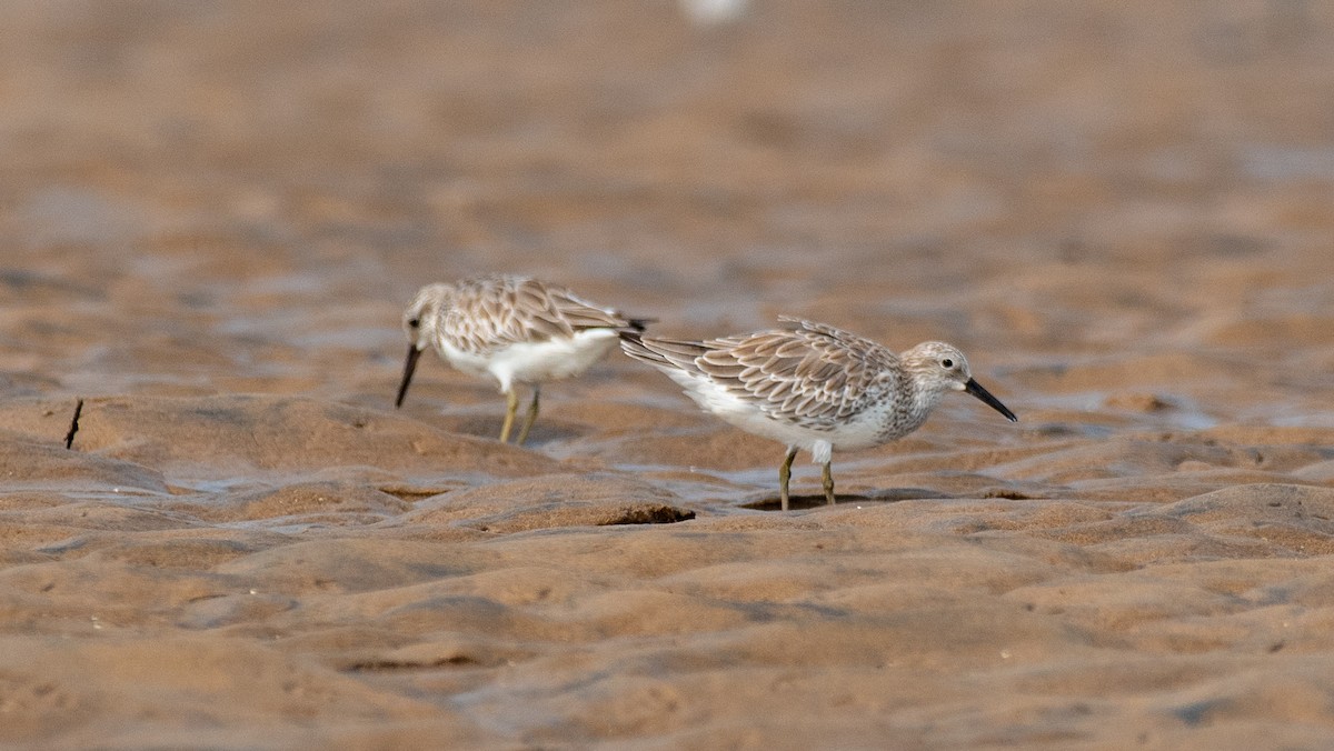 Great Knot - ML610560176