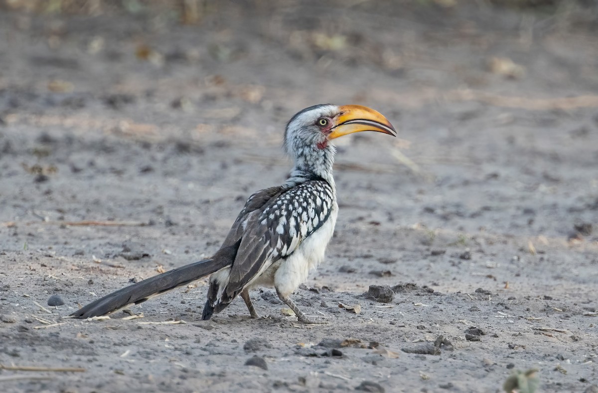 Southern Yellow-billed Hornbill - ML610560215