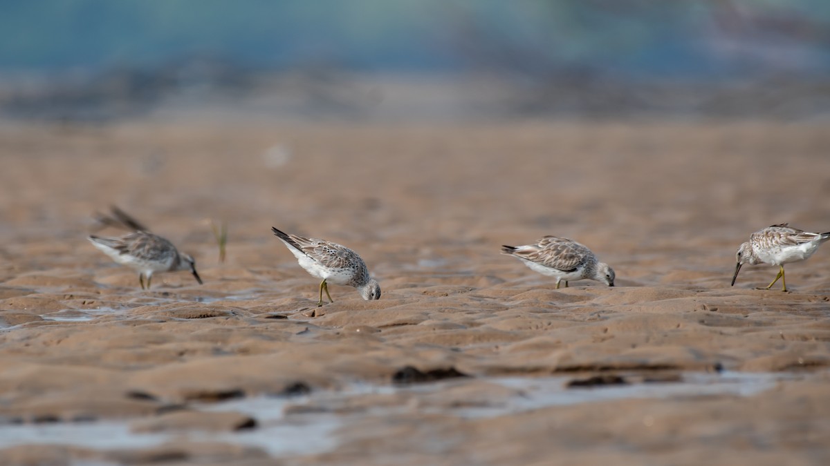 Great Knot - ML610560238