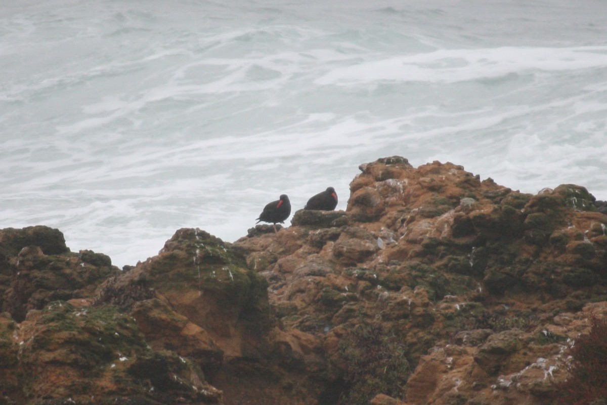 Black Oystercatcher - ML610560245