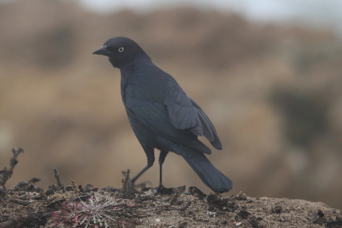 Brewer's Blackbird - ML610560290