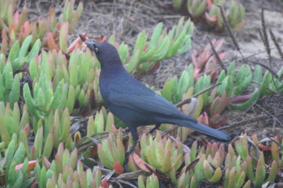Brewer's Blackbird - ML610560292