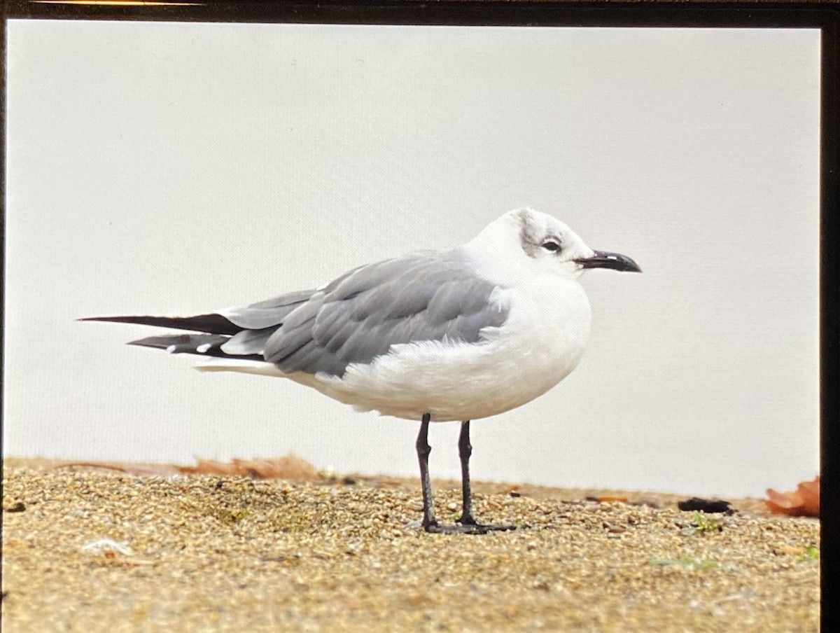 笑鷗 - ML610560470