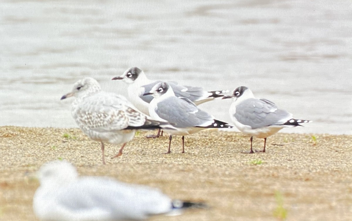 弗氏鷗 - ML610560549