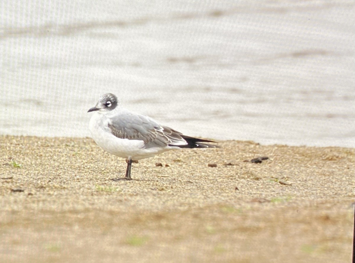 弗氏鷗 - ML610560550