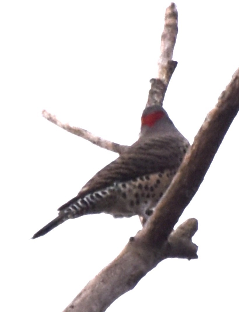 Northern Flicker - ML610560563