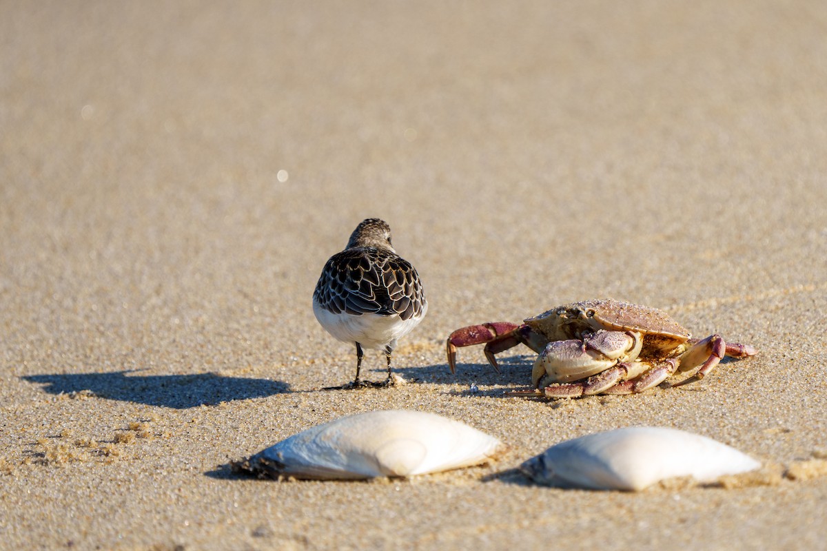 Semipalmated Sandpiper - ML610560605