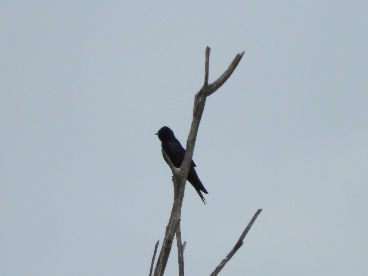 Golondrina Sureña - ML610560635